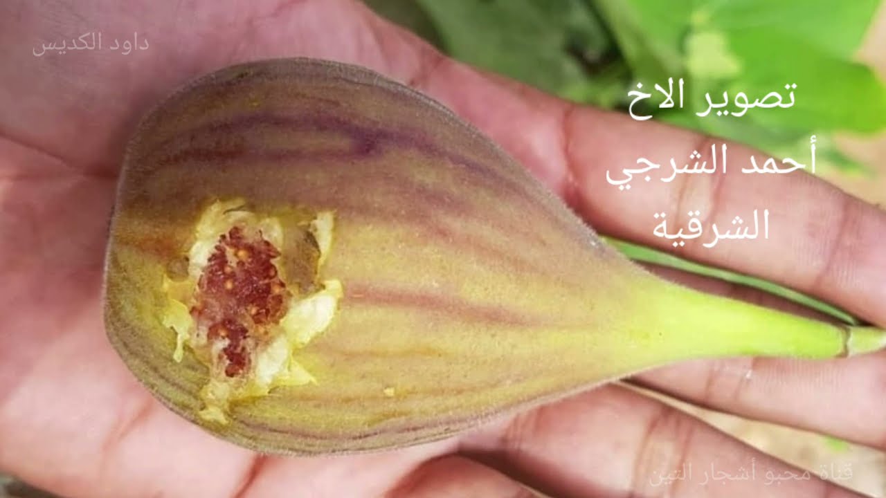 من أغزر أنوع  التين ( تين الجبل الأخضر )  The most prolific kind of fig