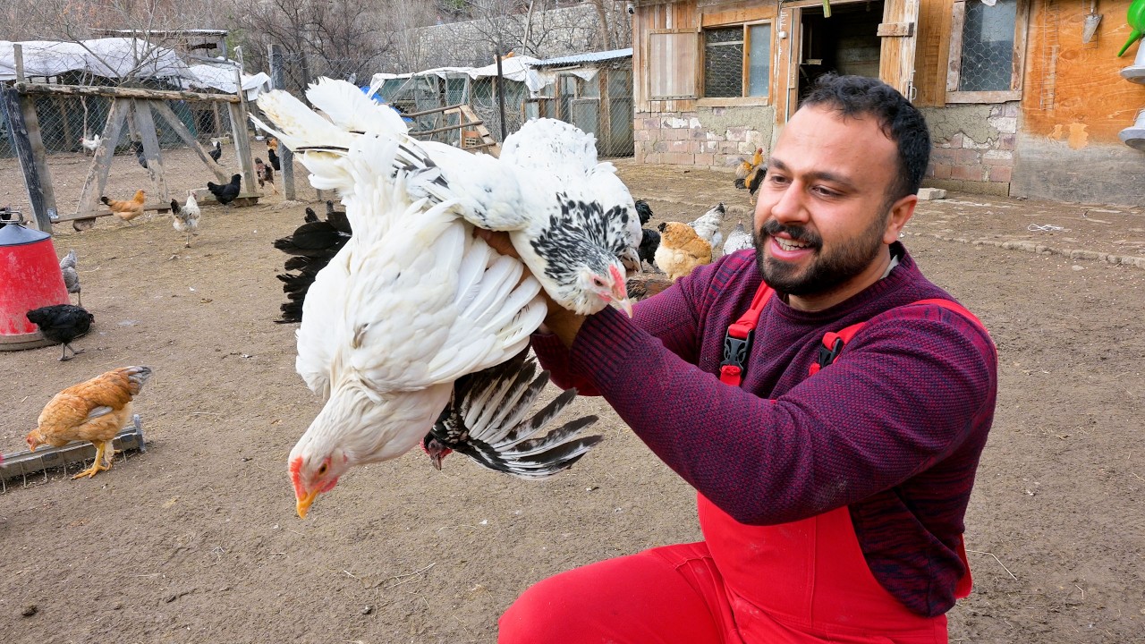 Yeni Piliçleri Sürüye Karıştırdım! 🐥 | Keçi Gidince Çiftliğe Huzur Geldi 😅 | Gezen Tavuk Çiftliği