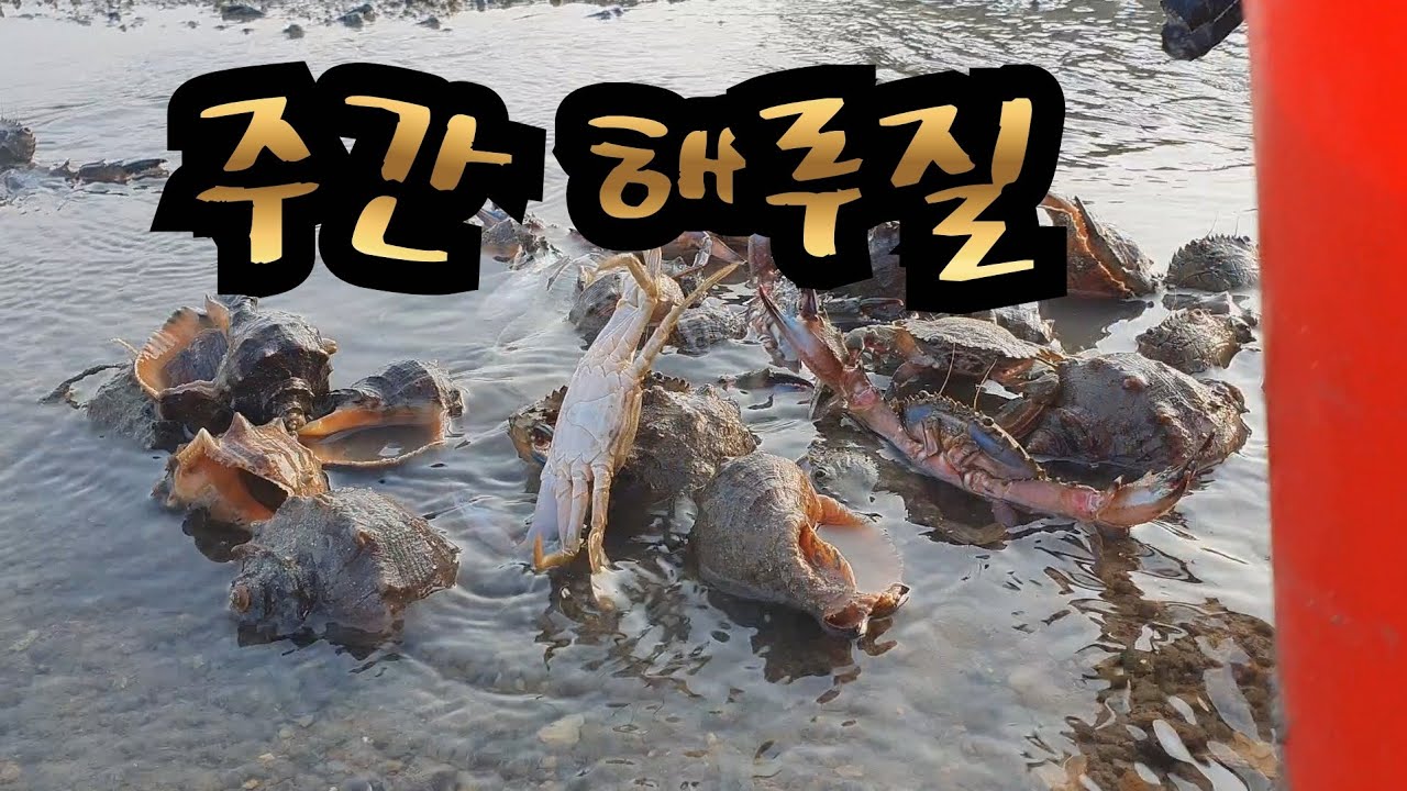 주간 해루질 #소라 #박하지 #해루맘 #낙지잡는법 #해루질