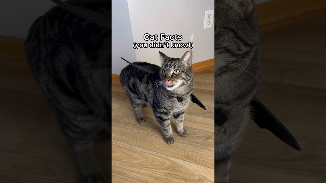 ВОТ что означает мяуканье вашей кошки!