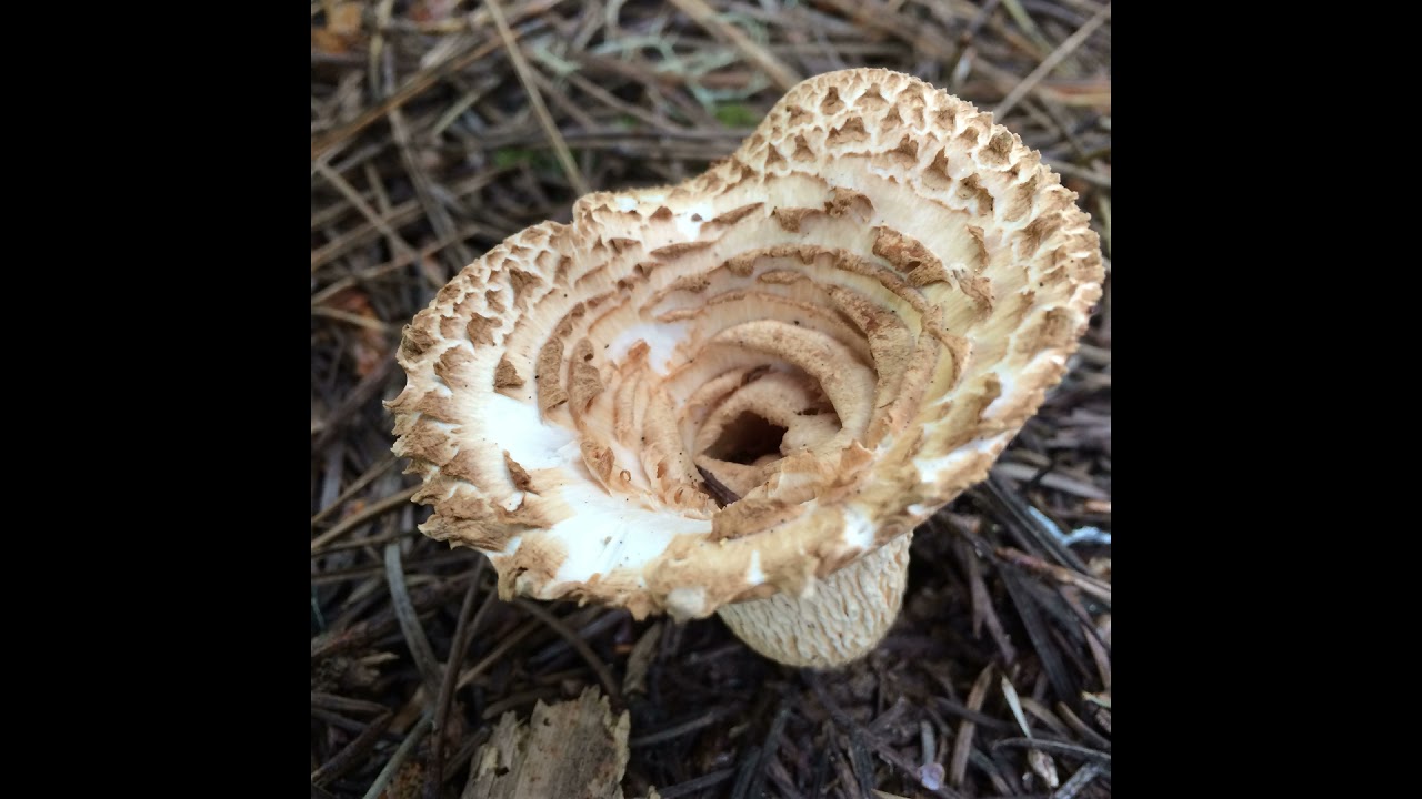 Turbinellus kauffmanii