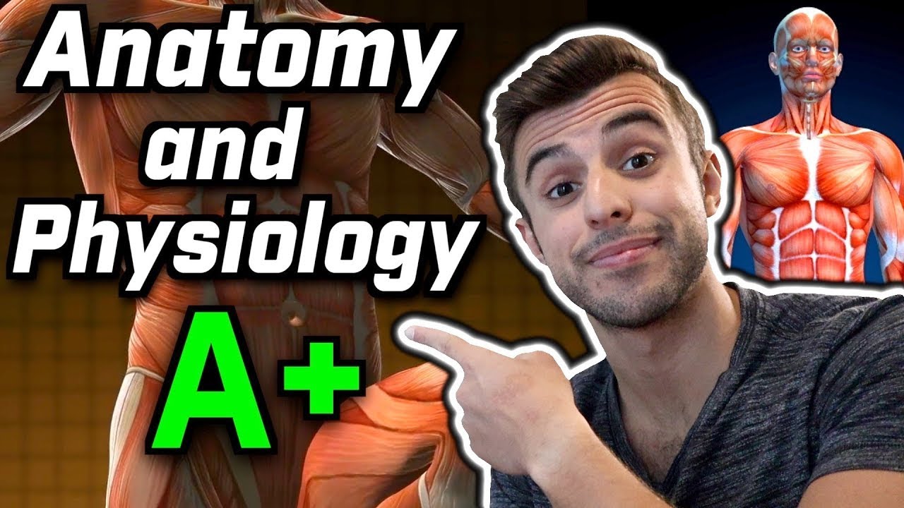 HOW TO GET AN A IN ANATOMY AND PHYSIOLOGY