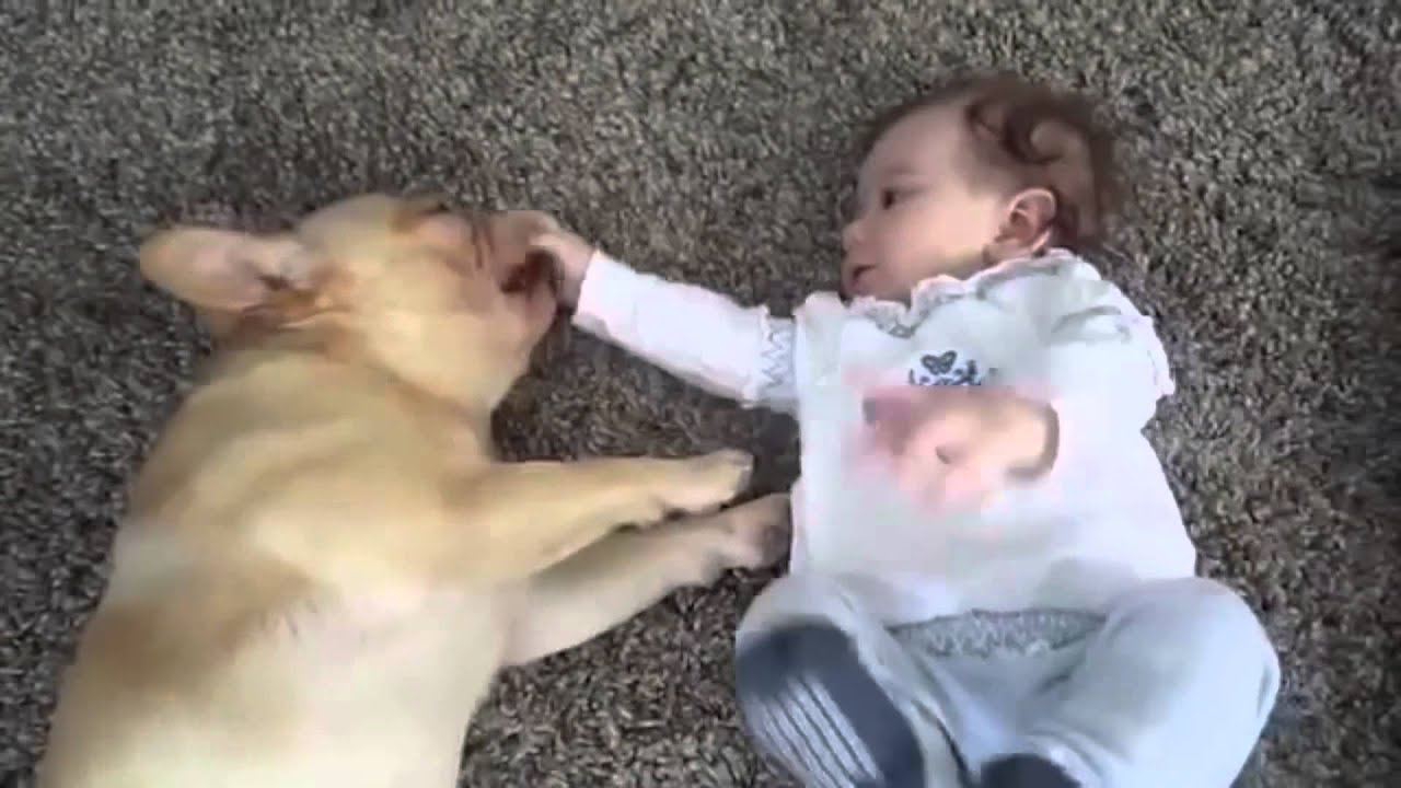 Top 10 French Bulldogs with their Friends