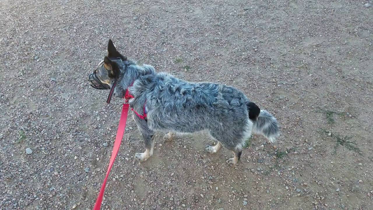 Blue heeler, dog aggression, human aggression, first day