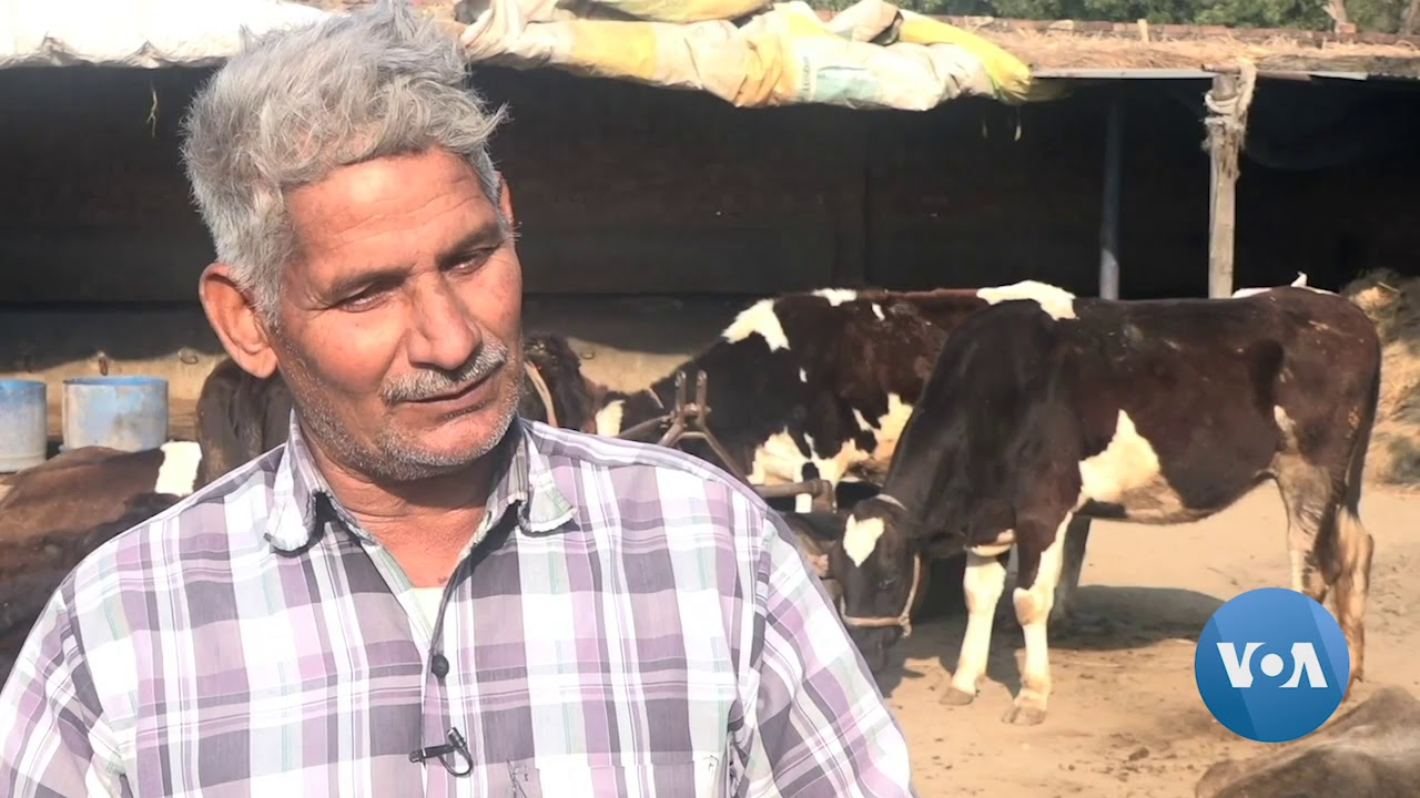 India's Farmers Threatened by Swelling Numbers of Stray Cows