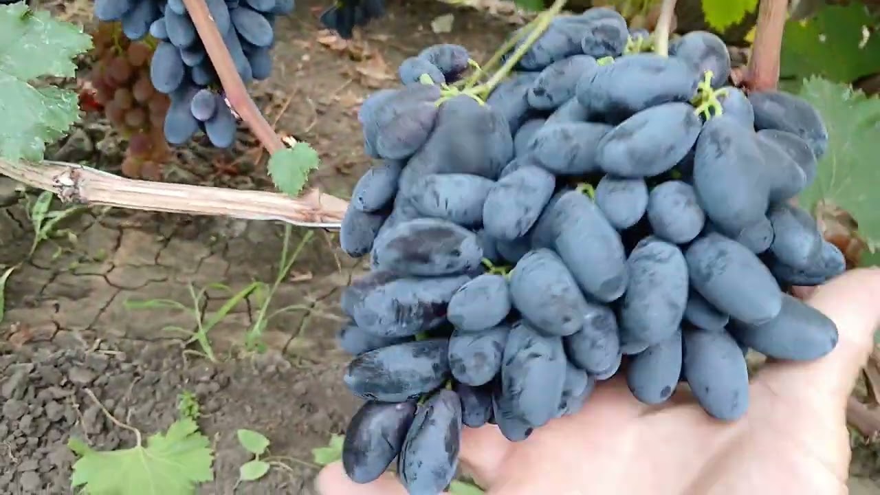 1.08.25. Какие формы меня удивили? Пишите в Ватсап +79891221951