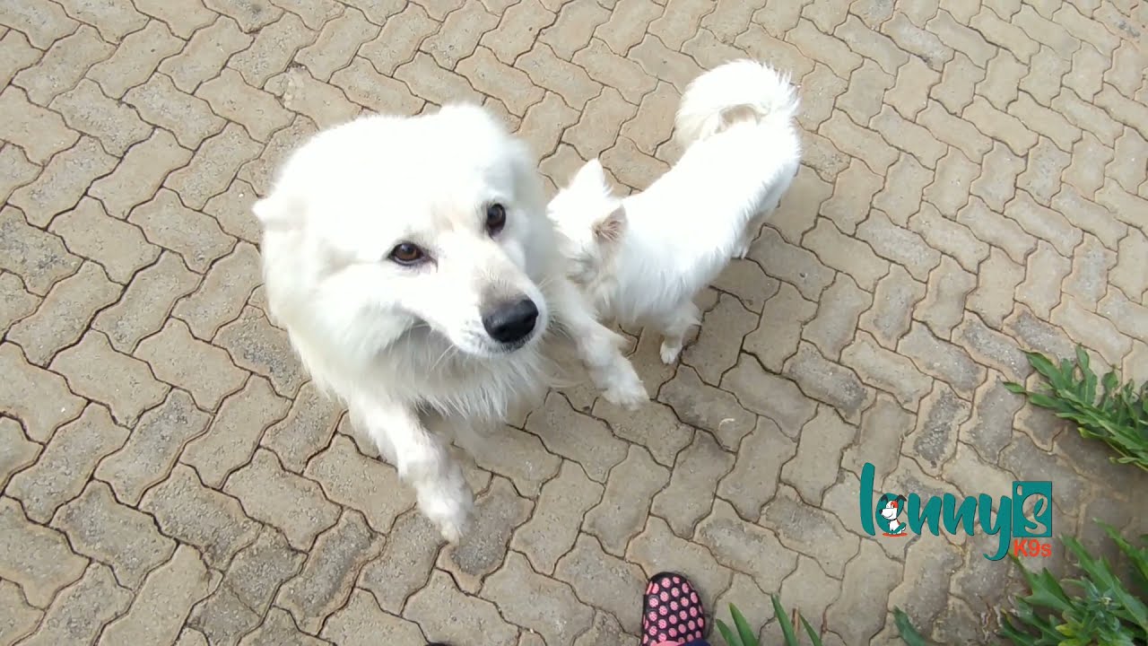 Doggy play date. Coco and Fifi's play date