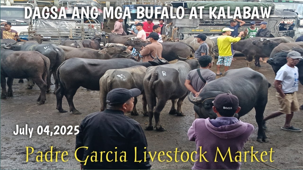 Dagsa ang Mga Pambentang Kalabaw! Padre Garcia Batangas