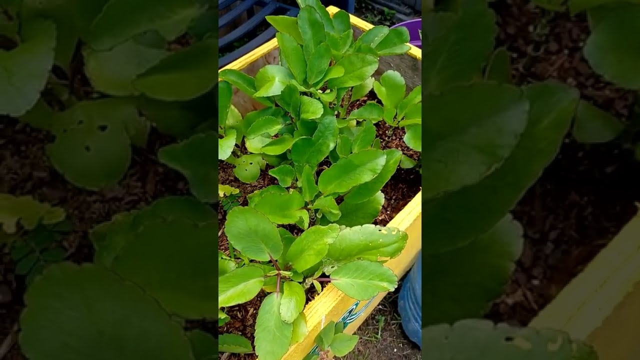 Miracle Leaf/Tameaawu/Abamoda - Medicinal & Spiritual Properties