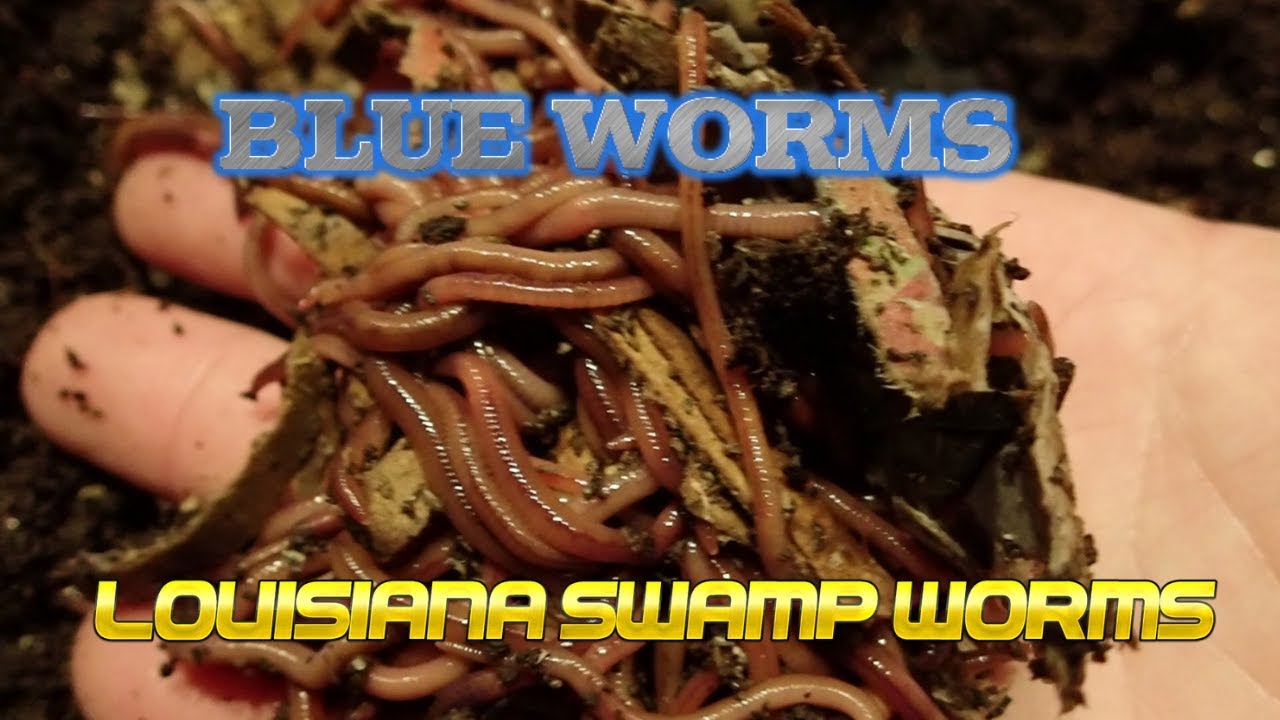 Blue Worms | Louisiana Swamp Worms 10-21-19
