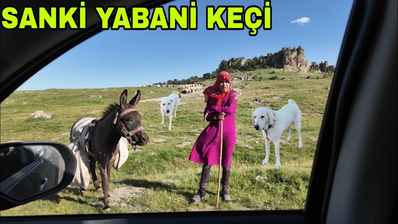 DOĞUM YAPINCA YABANİLEŞEN KEÇİ.TEK ŞANSIM VARDI !!! BİR FOTER YETER