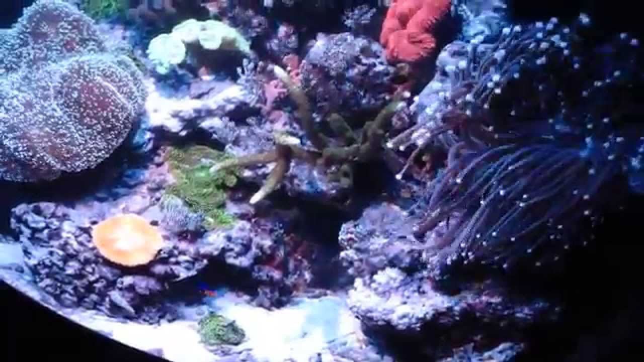 Riff im Eck bei Mondlicht / Moon light reef