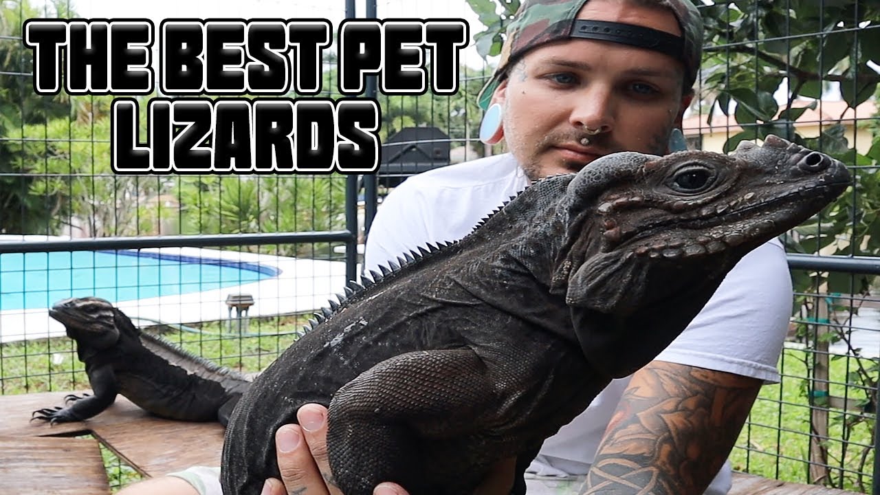 Rhino Iguanas! The BEST Pet Lizards! | Tyler Nolan
