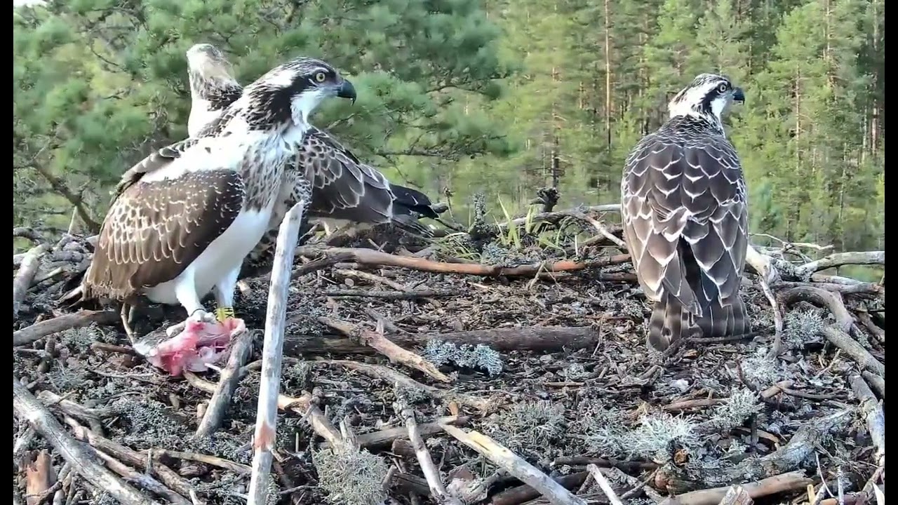 Branching Day!One Small Step For Sunny, One Giant Leap  Eagle kind #eagle #birds #wildlife #nature