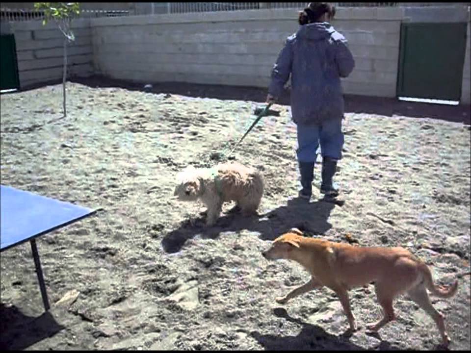 Animalinneed: Video of Tana