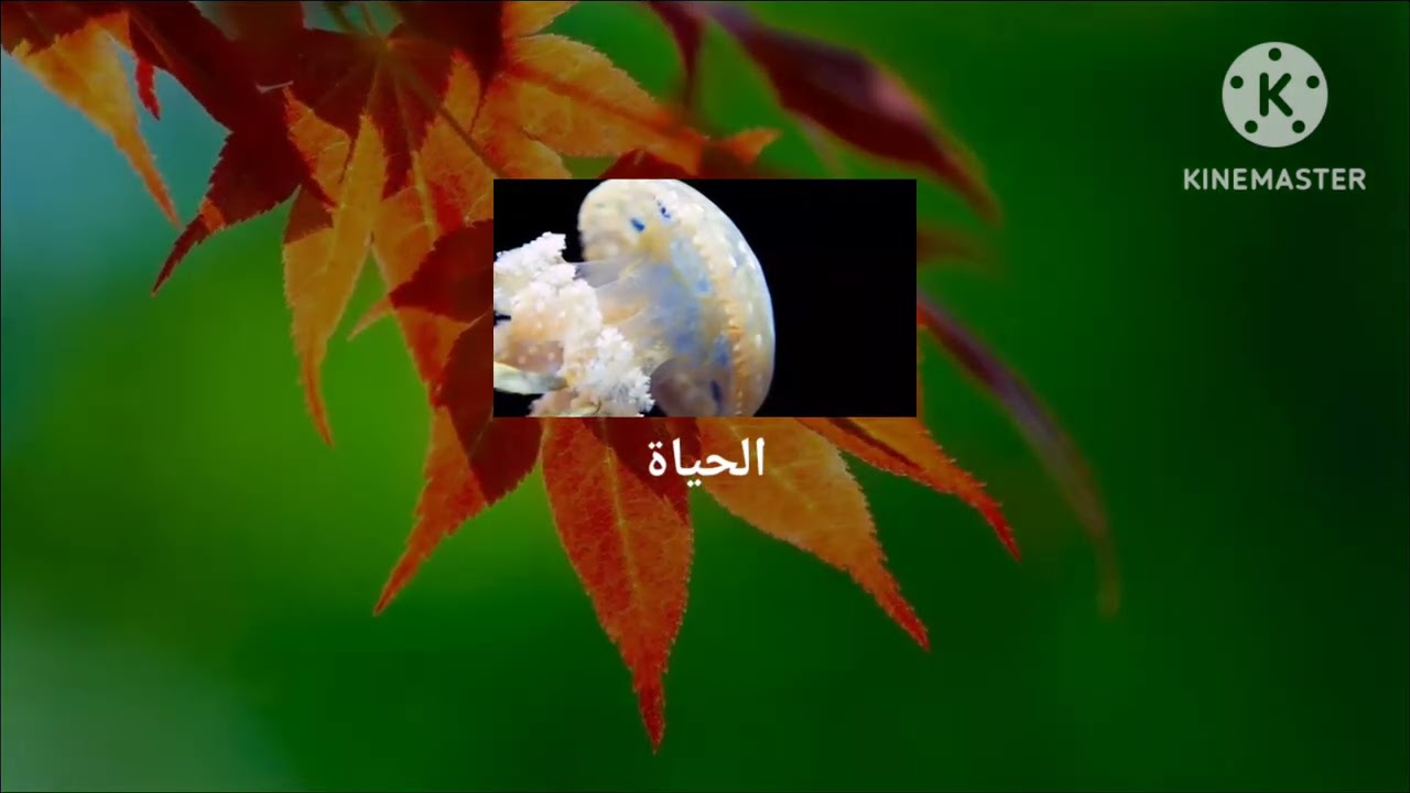 Do ro ro dororo