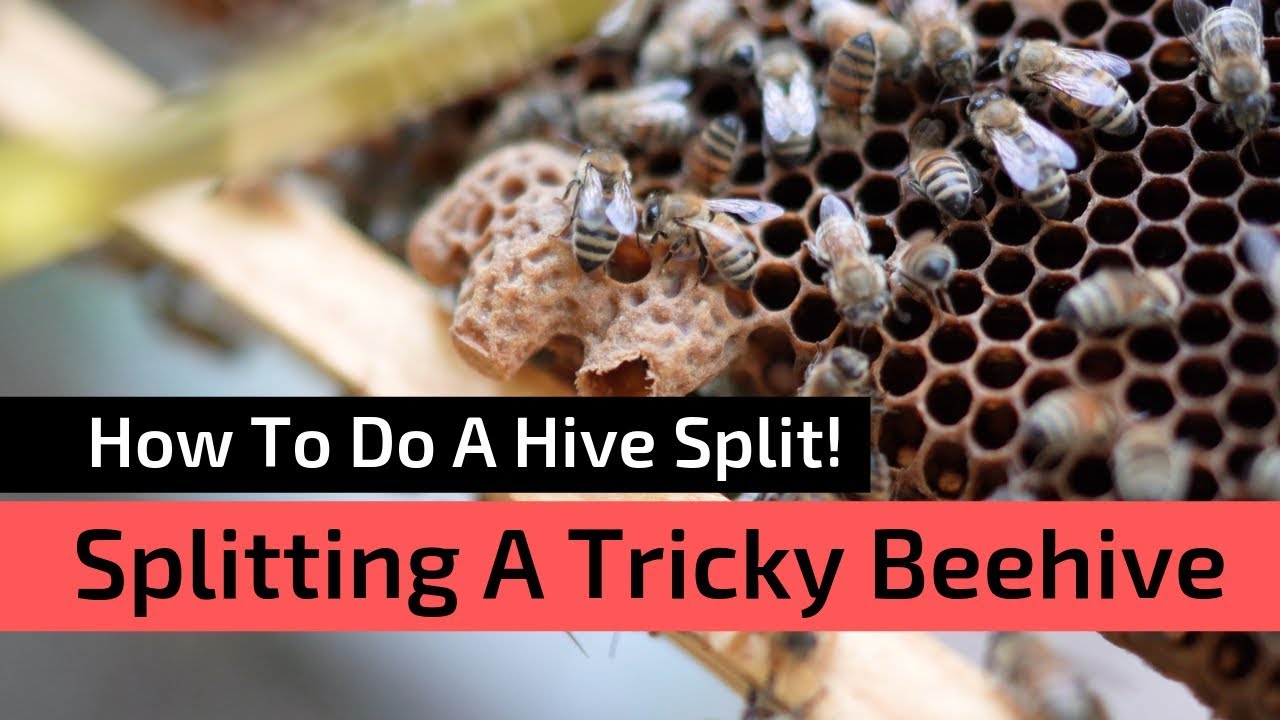Beekeeping For Beginners - How to do a hive split!