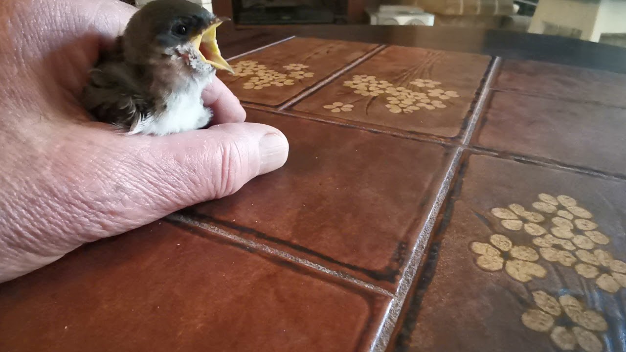 Repas de Pépita la jeune hirondelle.