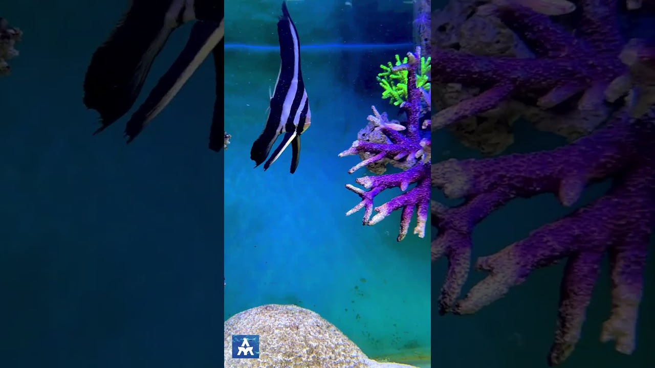 Batfish chillin in 7ft marine tank by THE MARINE AQUARIUM #batfish #marinefish