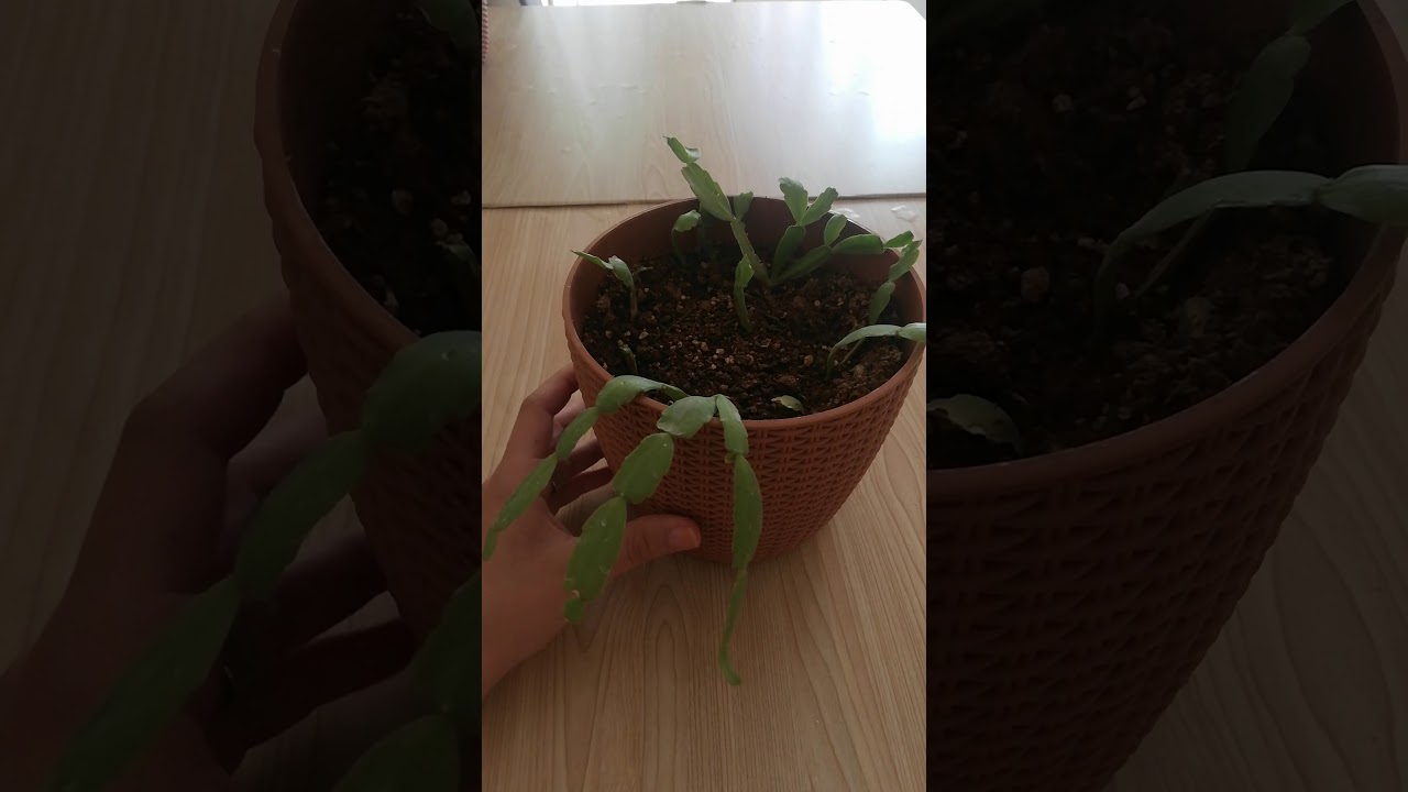 Yılbaşı çiçeği, yılbaşı çiçeği çoğaltma, yılbaşı çiçeği bakımı.