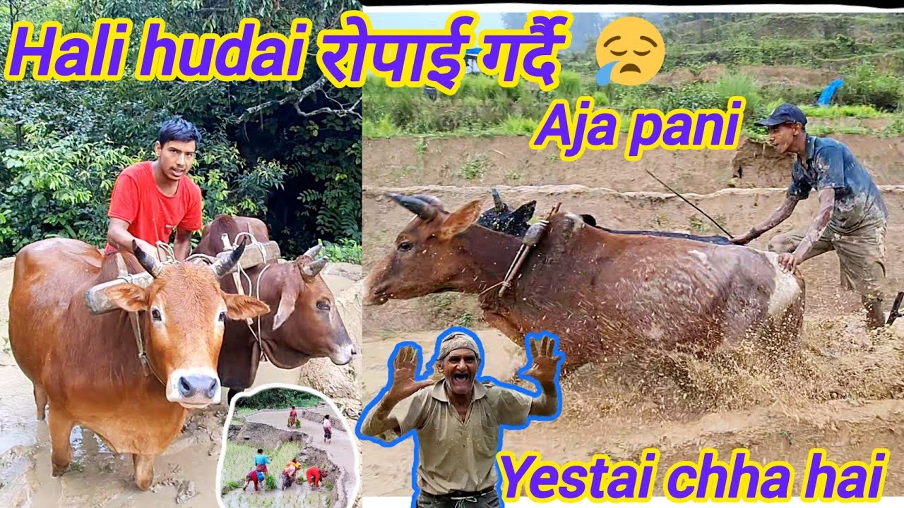AJA PANI ROPAI GARDAI छिमेकीको 🤣
