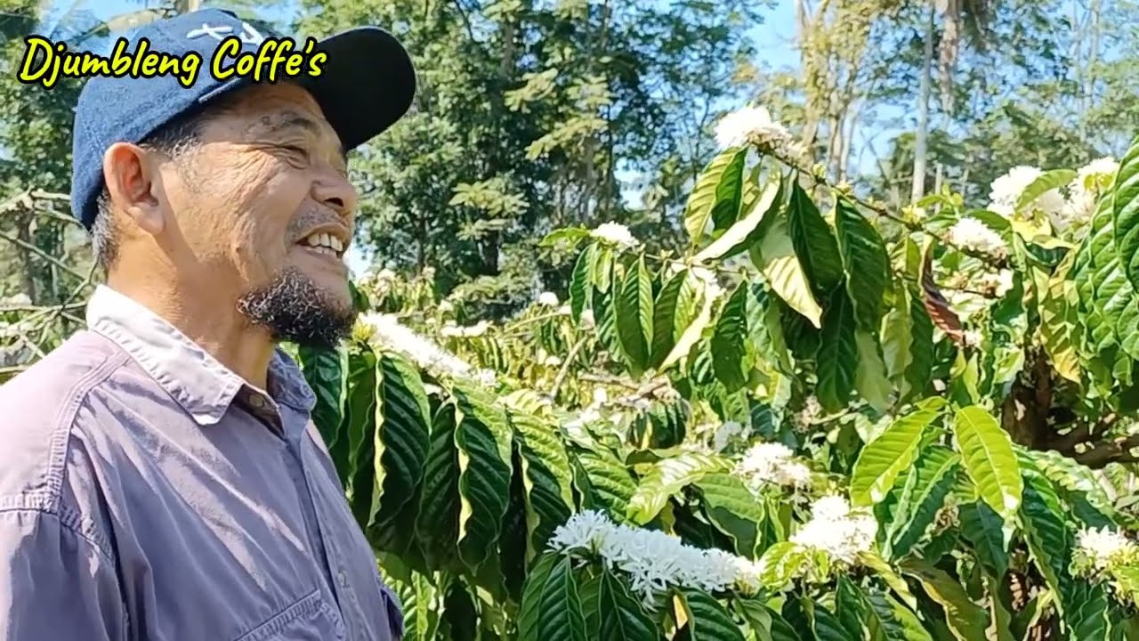 Keunggulan Batang Utama Excelsa Dibandingkan Robusta Ketika Kemarau Panjang!!!