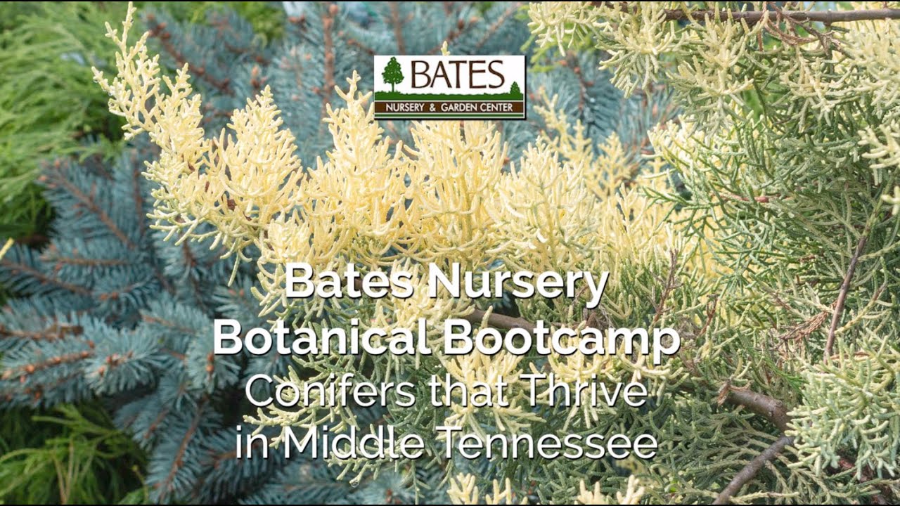 Conifers that Thrive in Middle TN