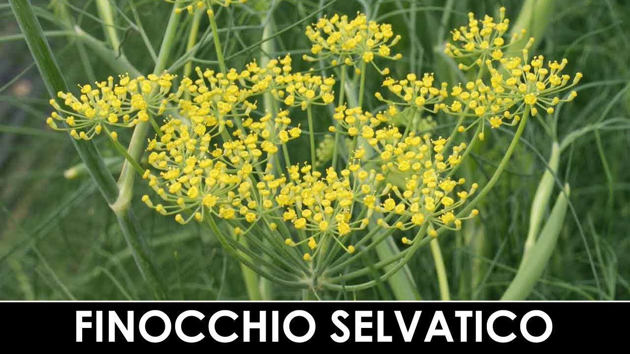 DIVINA FLORA - Il finocchio selvatico