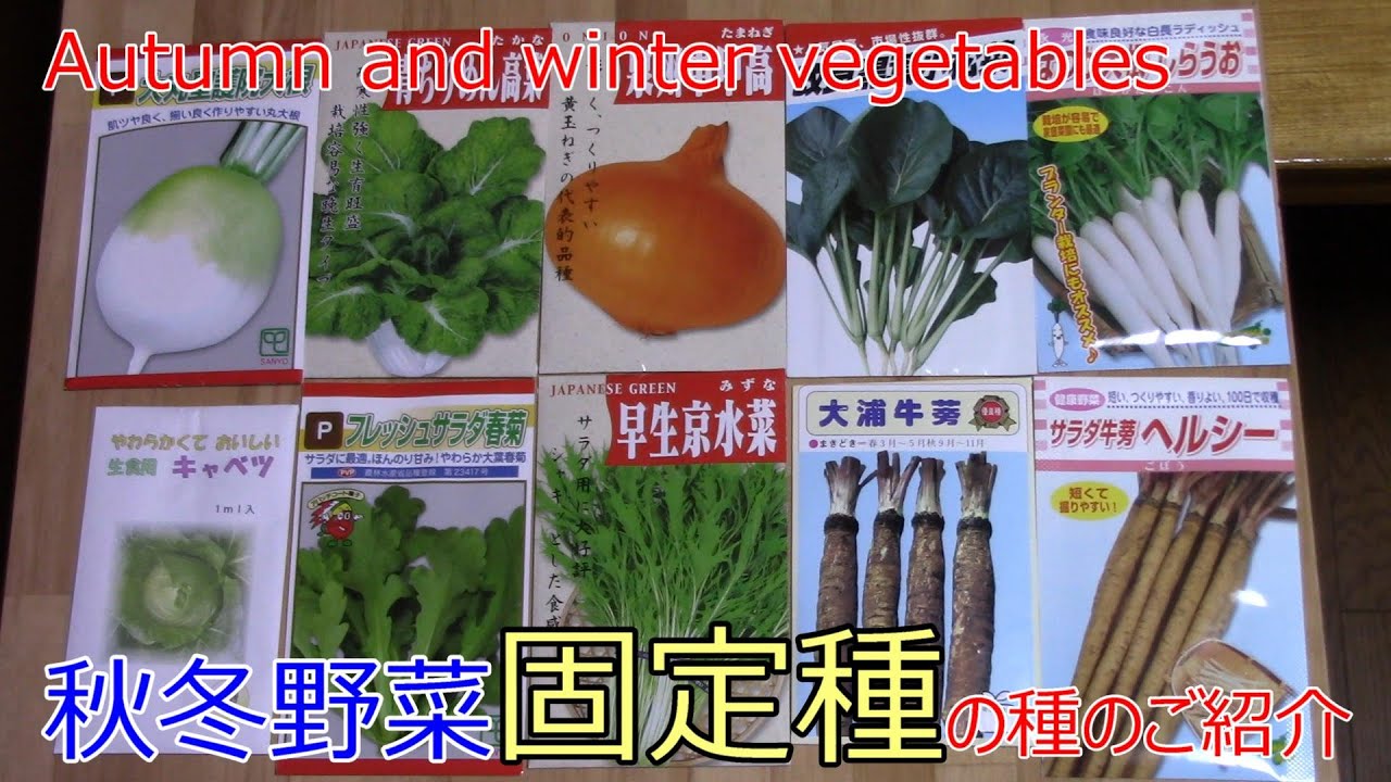 秋冬野菜 固定種の種のご紹介 Autumn and winter vegetables seeds