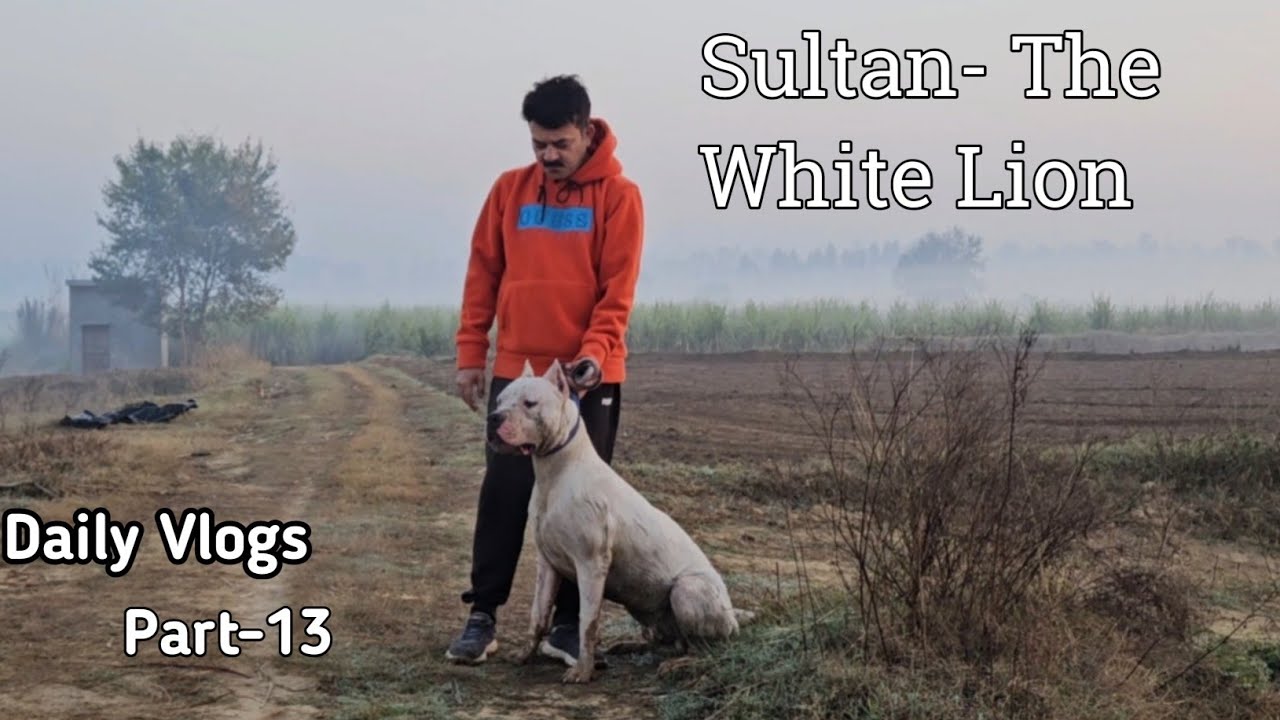 Sultan - The White Lion | Daily Vlogs | Part - 13