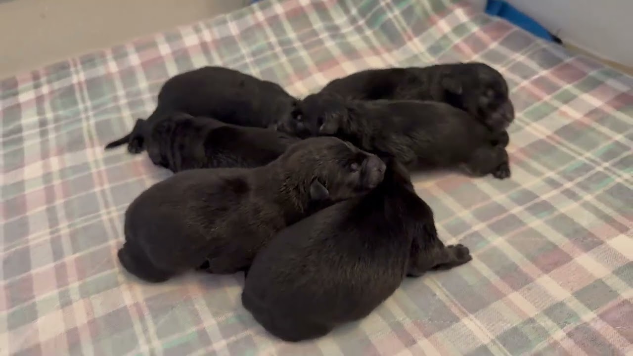 New Born German Shepherd Puppies "R" Litter Hours Old Elite Level Family Raised Personal Protection