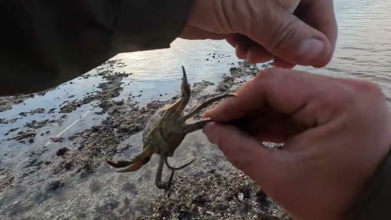 Первая в этом году охота на гладких гончих в Кенте | Sea Fishing UK