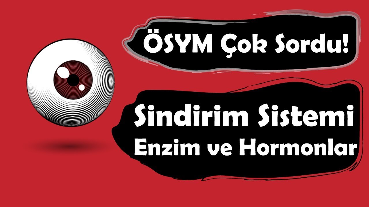 Sindirim Sistemi Enzim ve Hormonlar (ÖSYM Çok Sordu)