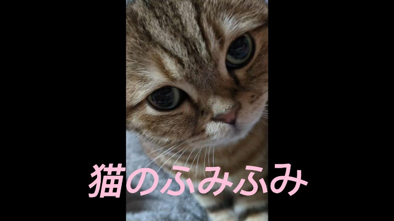 【癒し】猫のふみふみ