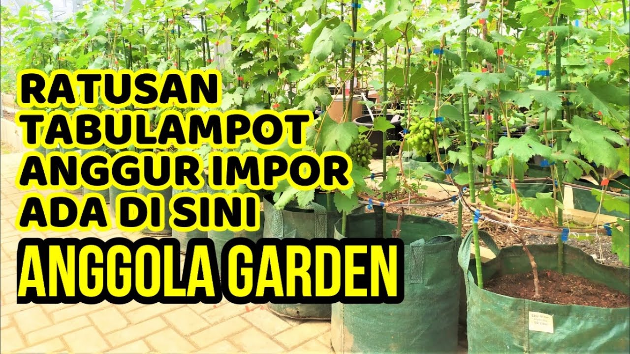 CARA MEMBUAT TABULAMPOT ANGGUR IMPOR || Lengkap Step by Step