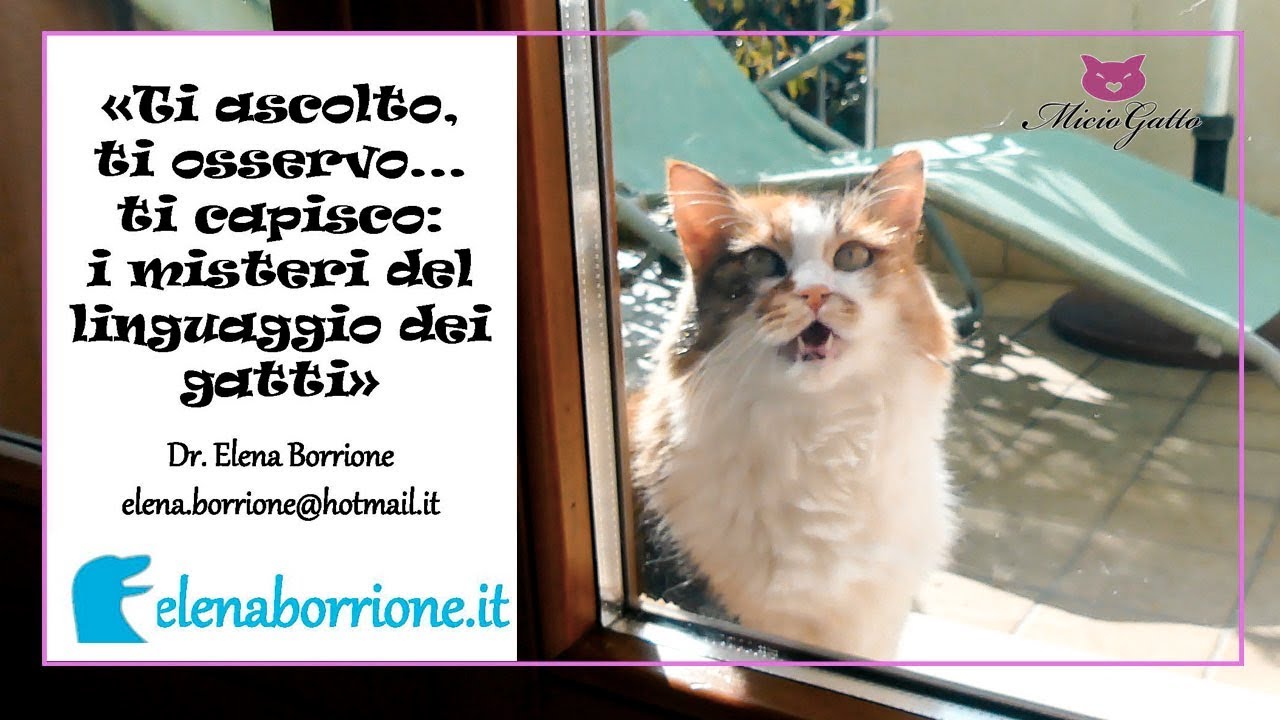 Linguaggio del gatto: significato, miagolii, coda, come capire il nostro gatto?