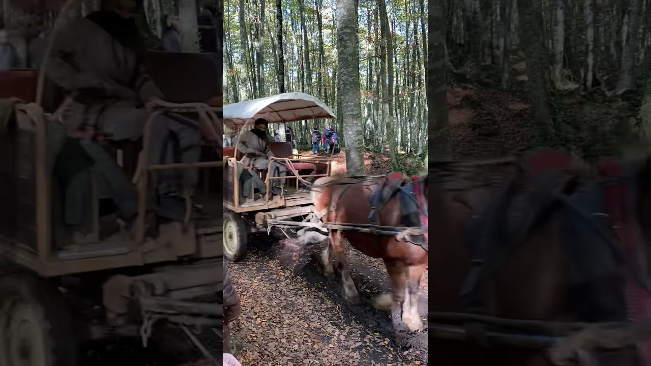 visita a la Fageda de'n Jord&agrave; amb carruatge