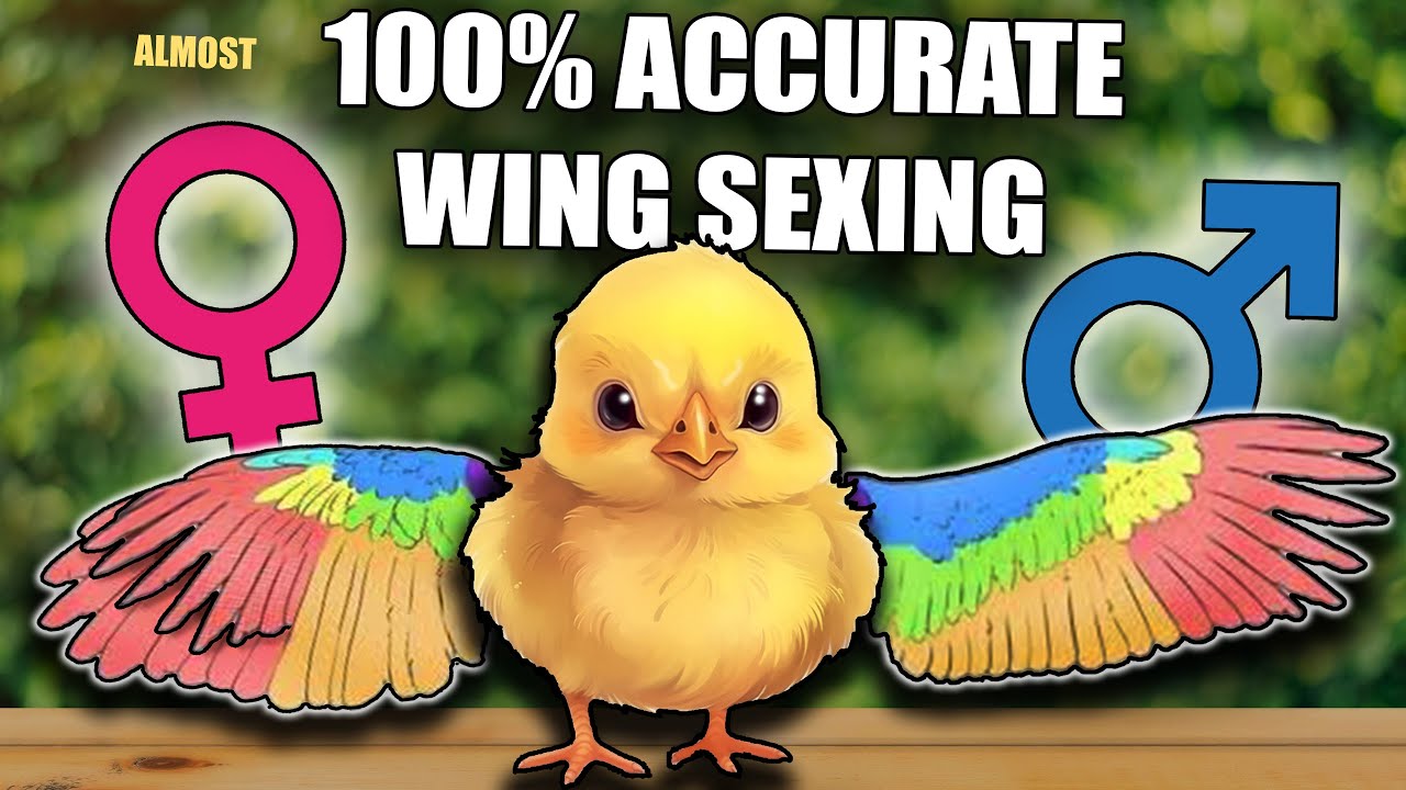 How to SEX baby chicks? - WING SEXING CHICKENS
