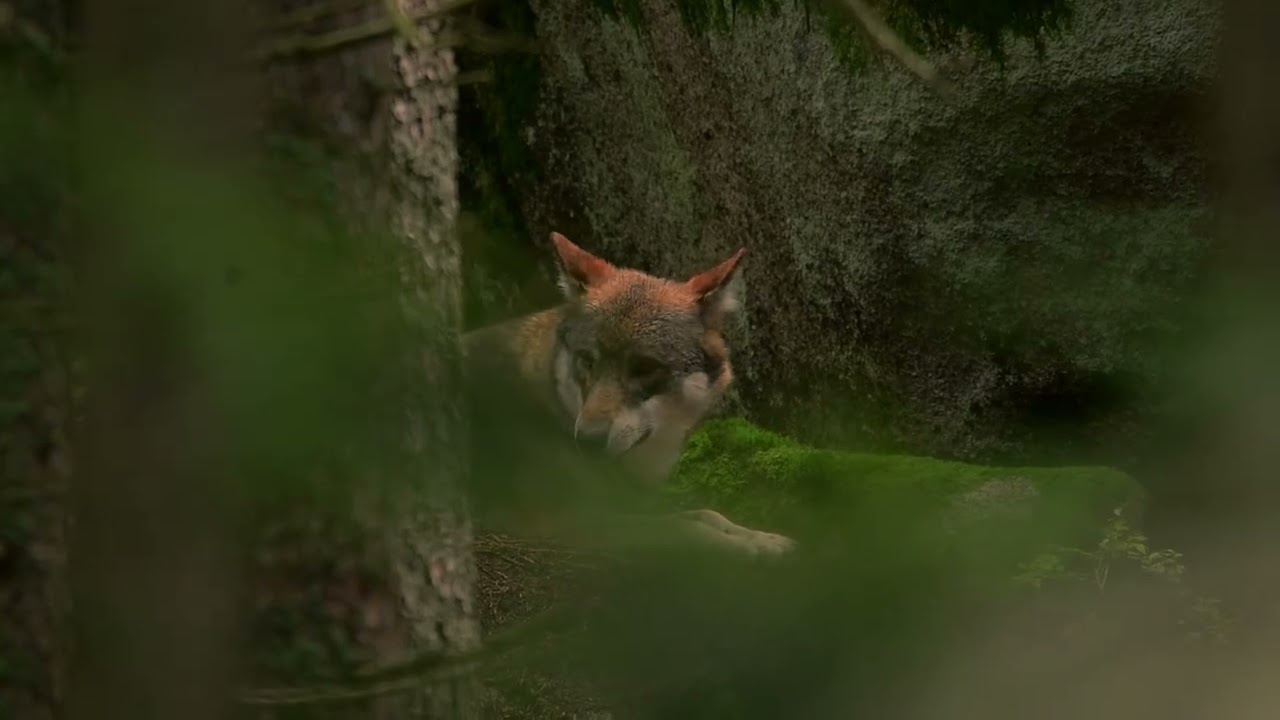 Vlk obecný (Canis lupus)