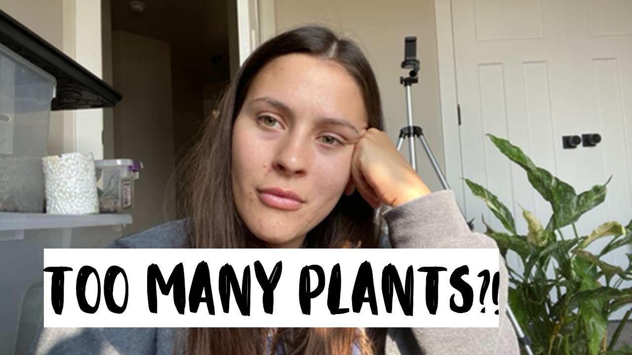 WOW I Have 300+ Houseplants