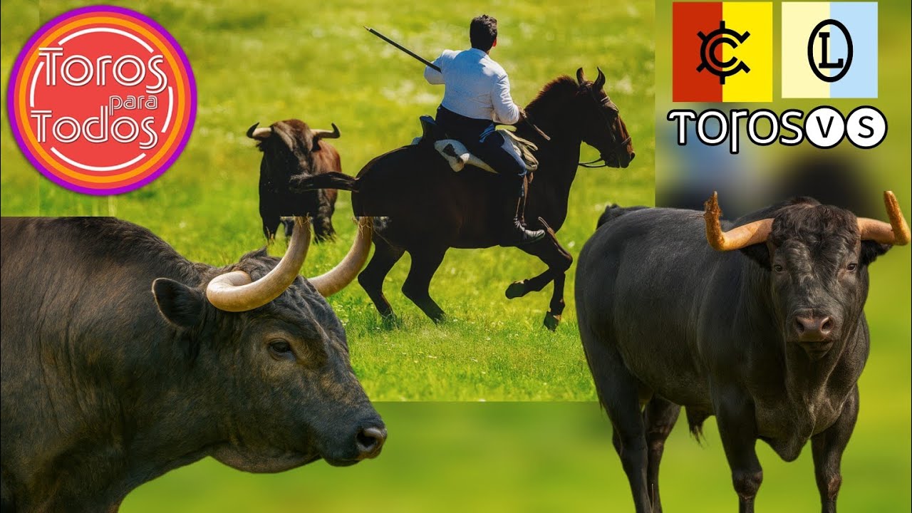 Mejores Momentos de Toros Para Todos 2025 #3