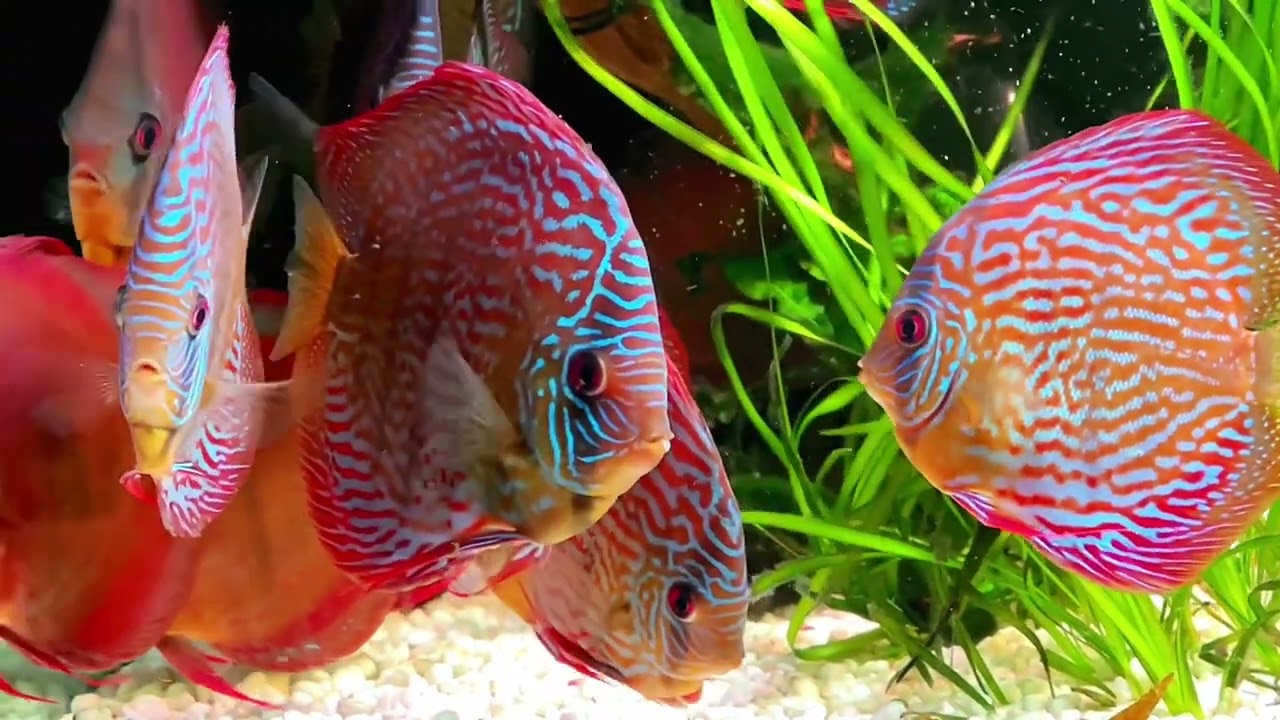 My Discus Planted Tank @kunstimmer  4K #discus #plantedtank