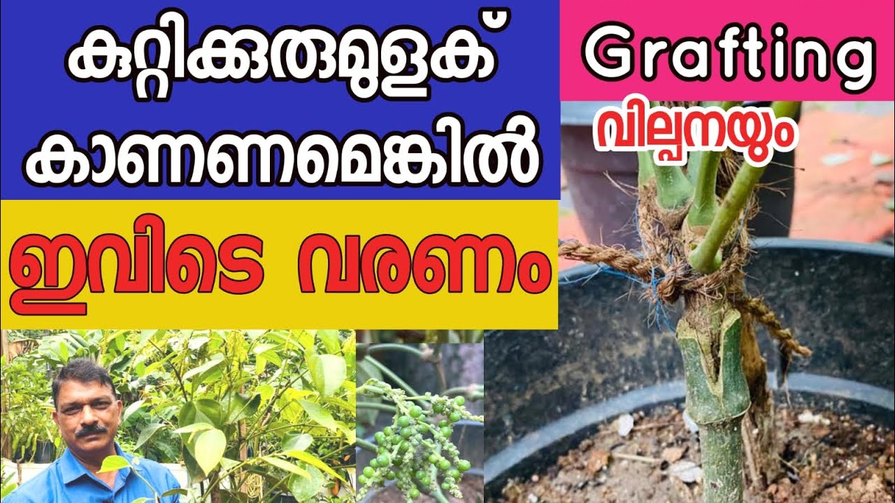 ഇവിടെ കുറ്റിക്കുരുമുളകിന്റെ മായാലോകം Bush Pepper Grafting