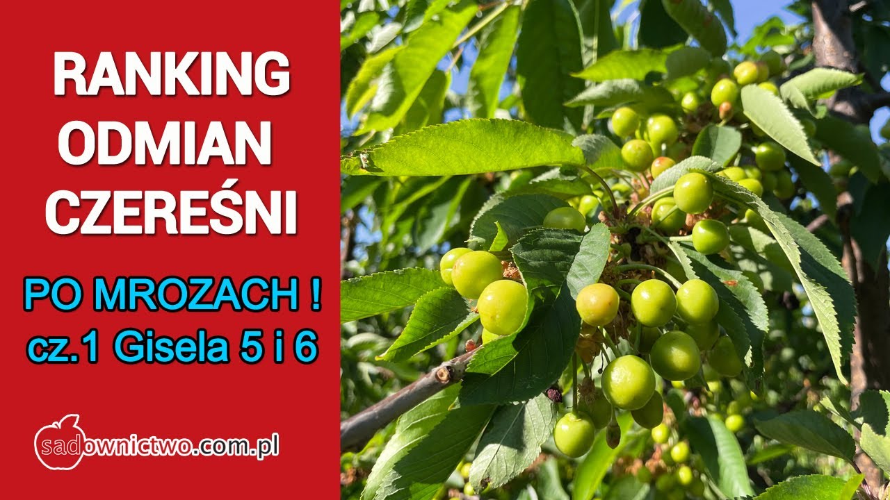 RANKING odmian czereśni PO MROZACH - cz.1  podkładka Gisela 5 i 6