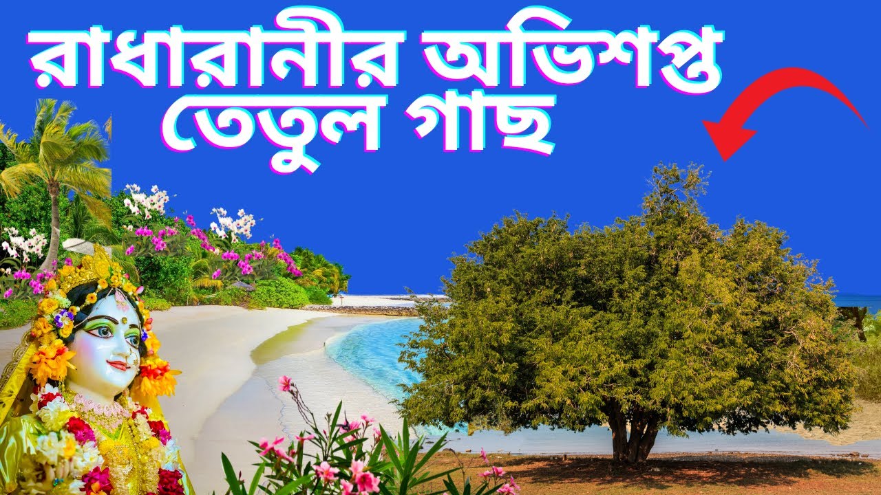 ইমলিতলা বৃন্দাবন রাধারানীর অভিশপ্ত তেতুল গাছ ৫০০০ বছর পুরানো Vrindavan Imlitala Radha Krishna Leela