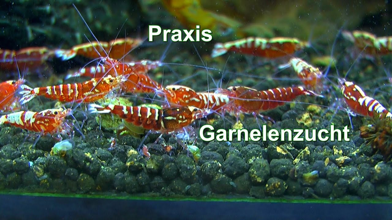 Garnelenzucht in der Praxis und wir lernen weiter mit Freude