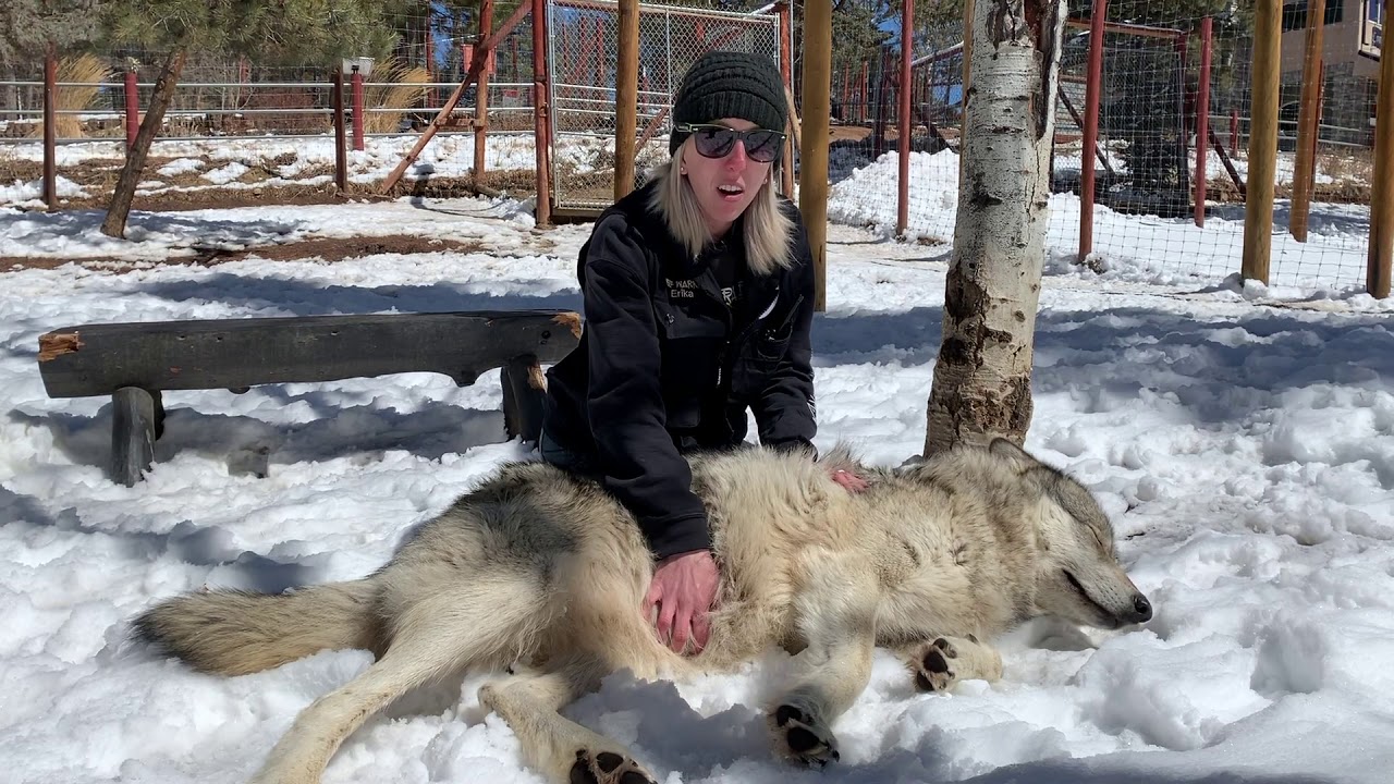 Wolf Wisdom with Erika   Vlog 5