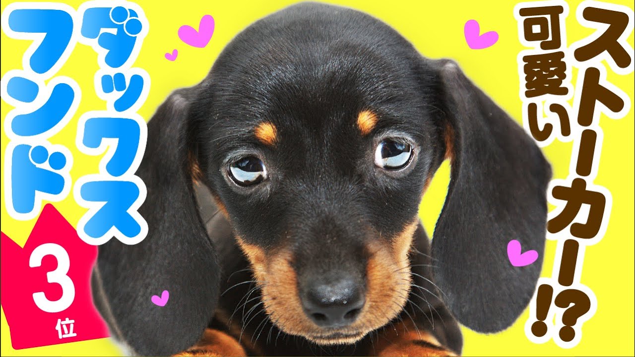 3 место Dachshund ｜ TOP100 Милая порода собак видео
