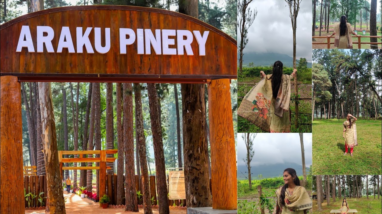 Araku Pinery Full Tour 🌲 | Andhamaina Araku Forest Vibes 🌿☕ | Nature, Hills & Peaceful Journey 💚