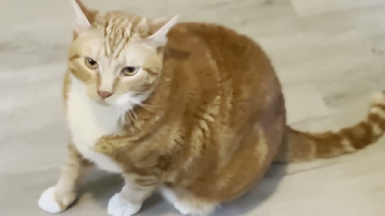 Thank You For Pet Sitting